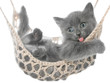 Cute gray kitten lying in a hammock and yawns