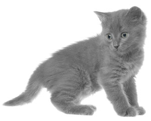 Frisky small kitten isolated