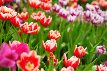 Wall Mural - Red Tulips in Garden