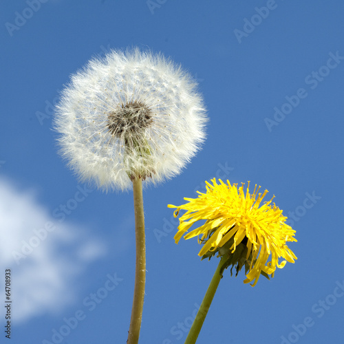 Obraz w ramie Loewenzahn; Taraxacum; officinale;