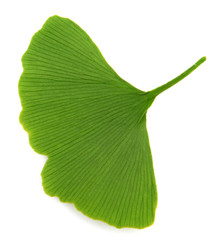 Poster - green ginkgo biloba isolated on white background