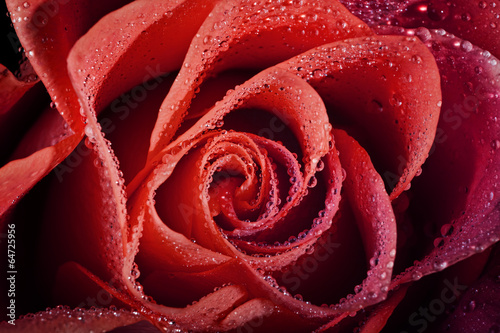 Naklejka na drzwi red rose with rain drops