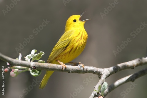 Fotografía Yellow Warbler (Dendroica petechia) Singing