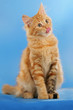 Rote sibirische Katze schleckt das Mäulchen