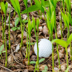 Golf ball