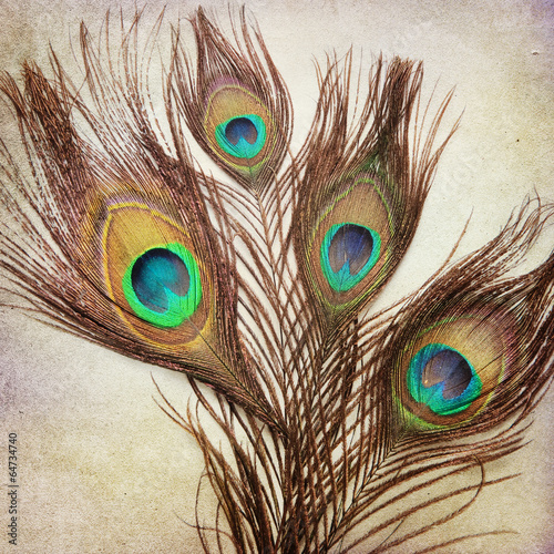 Foto-Fahne - Vintage background with peacock feathers (von Kanea)