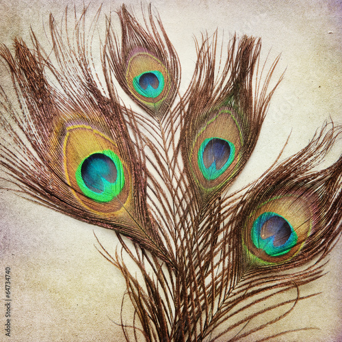 Fototapeta do kuchni Vintage background with peacock feathers