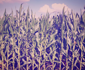 Canvas Print - Corn