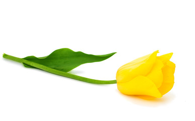 Yellow tulips isolated