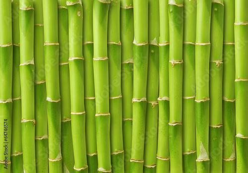 Naklejka - mata magnetyczna na lodówkę green bamboo background