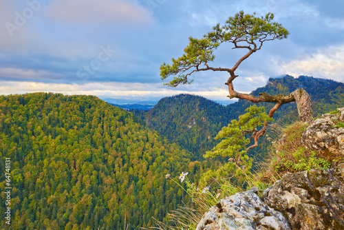 Obraz w ramie Relic pine at top of The Sokolica Mountain. The Pieniny, Poland