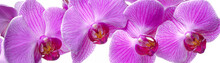Panorama Of Orchid Flower