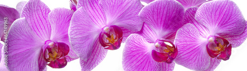 Fototapeta na wymiar panorama of orchid flower