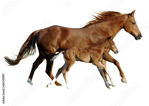 Fotomural foal and mare in perfect simultanously gallop