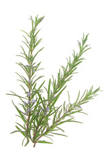 Wall Mural - Rosmarin (Rosmarinus officinalis)