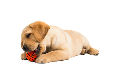 Poster - labrador puppy isolated