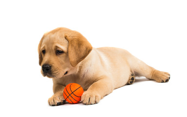 Poster - labrador puppy isolated