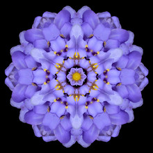 Blue Mandala Flower Kaleidoscope Isolated On Black