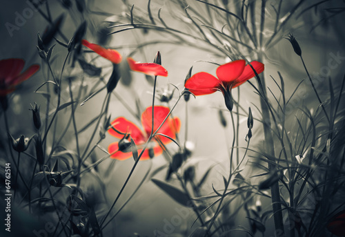 Naklejka dekoracyjna red flowers