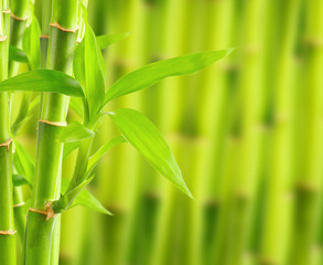 Wall Mural - Bamboo background with copy space