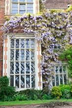 Large Tudor Window With Wisteria