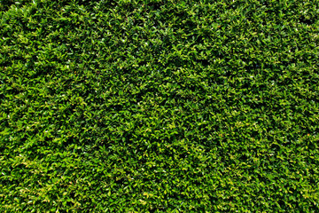 Green leaves wall background