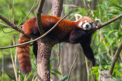 Cuadros en Lienzo Red Panda, Firefox or Lesser Panda
