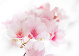 Sakura ( Cherry Blossom)