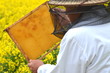 doświadczony pszczelarz pracujący przy polu kwitnącego rzepaku