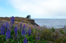 Field Of Lupin On A Hill Overlooking The Sea