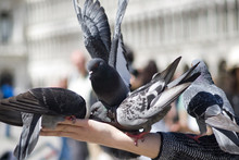 Pigeons Feeding On Hand