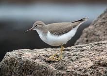Spotted Sandpiper On Rocky Coast