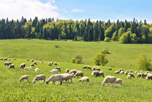 Flock Of Sheep In Poland