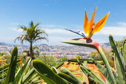 Fotografie, Obraz Strelitzia in Botanical garden of Funchal at Madeira Island