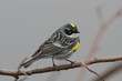 male yellow-rumped warbler