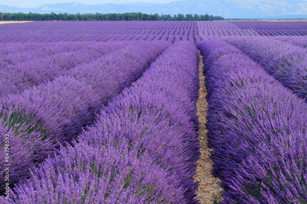 valensole provenza francia campi di lavanda fiorita