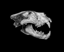 African Lion Skull (Pantera Leo).