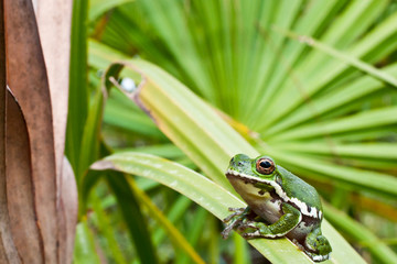 Wall Mural - Barking Tree Frog