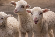 Lambs White Closeup