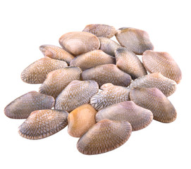 Wall Mural - Fresh soft shell clams over white background