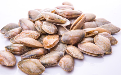 Wall Mural - Fresh soft shell clams over white background