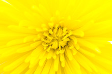 Yellow Flower Isolated On White Background