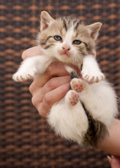 Sticker - Girl holding kitten