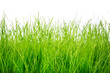 Green grass isolated on white background