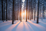 Fototapeta  - Sunset in the wood in winter period