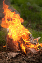 bonfire in the forest, in summer