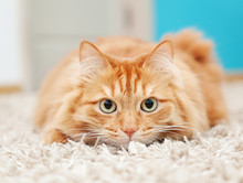 Funny Fluffy Ginger Cat Lying