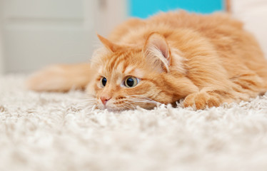 Wall Mural - funny fluffy ginger cat lying