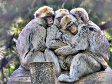 Group Of Barbary Macaque Cuddling