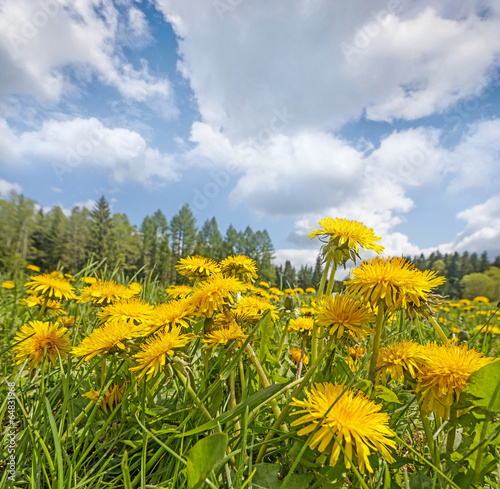 Obraz w ramie spring meadow with dandelions